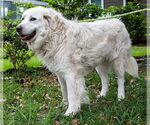 Small #6 Great Pyrenees