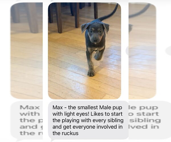 Medium Photo #4 Mutt Puppy For Sale in San Diego, CA, USA