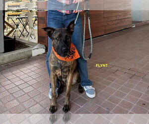 FLYNT - Male Holland Shepherd-Unknown Mix Dog for Adoption - Photo #8