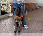 Small Photo #8 Holland Shepherd-Unknown Mix Puppy For Sale in Woodland Hills, CA, USA