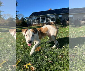 Sexy Dexy - Male American Pit Bull Terrier-Unknown Mix Dog for Adoption - Photo #3