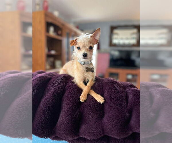 Medium Photo #1 Chihuahua-Unknown Mix Puppy For Sale in Mundelein, IL, USA