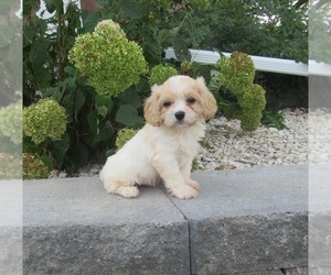 Cavachon Puppy for sale in LE MARS, IA, USA