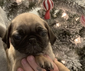 Pug Puppy for sale in OKLAHOMA CITY, OK, USA