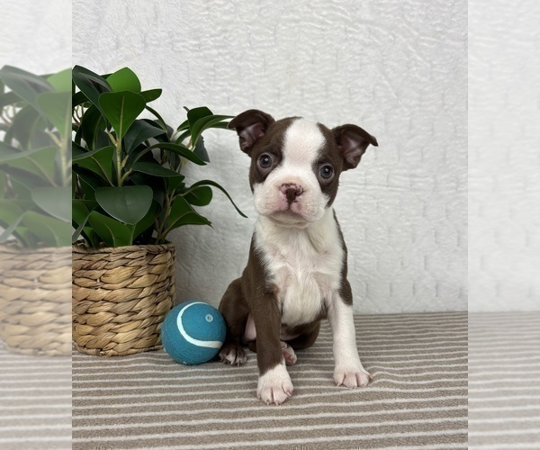 Medium Photo #3 Boston Terrier Puppy For Sale in GREENFIELD, IN, USA