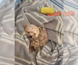 Poodle (Miniature)-Unknown Mix Dogs for adoption in Brooklyn, NY, USA