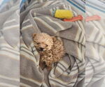Small Poodle (Miniature) Mix