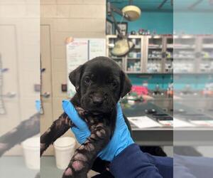 Labrador Retriever-Unknown Mix Dogs for adoption in Waco, TX, USA