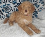 Small Photo #3 Poodle (Standard) Puppy For Sale in ELKTON, KY, USA