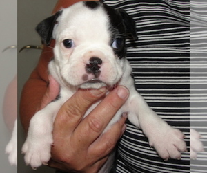 Boston Terrier Puppy for sale in CRKD RVR RNCH, OR, USA