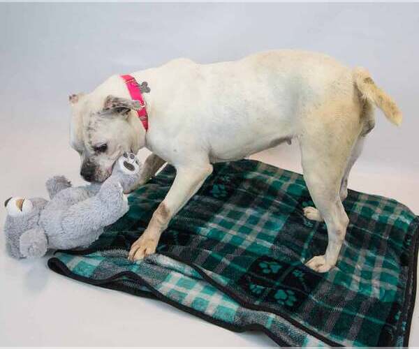 Medium Photo #5 Bulldog-Unknown Mix Puppy For Sale in Kennesaw, GA, USA