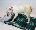 Small #4 Bulldog Mix