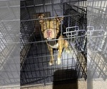 Scooby - Male American Bulldog Dog for Adoption - Photo #16