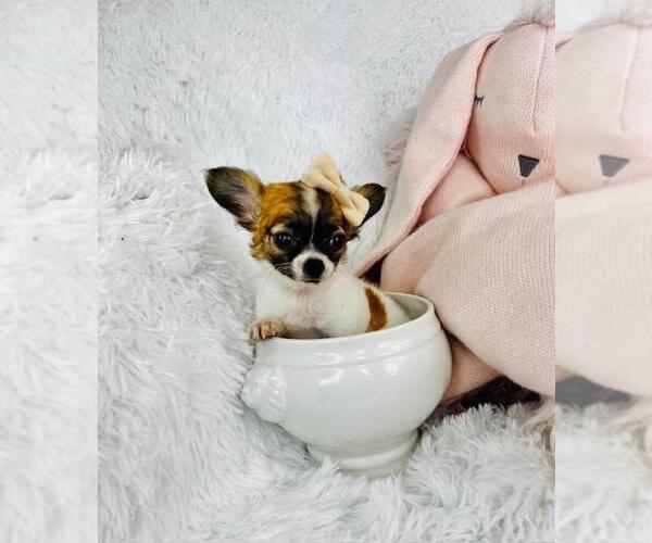 Medium Photo #1 Chihuahua Puppy For Sale in MIAMI, FL, USA