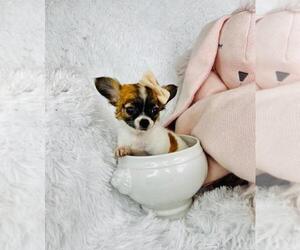 Chihuahua Puppy for sale in MIAMI, FL, USA
