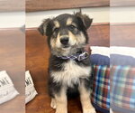 Louise - Female Mutt Dog for Adoption - Small photo