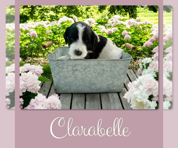 Medium Photo #3 Bernedoodle-Poodle (Standard) Mix Puppy For Sale in MENIFEE, CA, USA