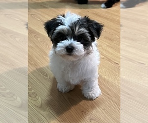 Biewer Terrier Puppy for sale in RIPLEY, MS, USA