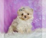 Small #2 Pomeranian