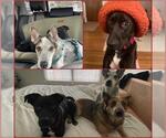 Small #1 Labrador Retriever Mix