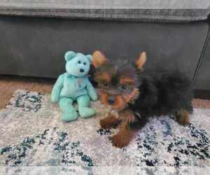 Yorkshire Terrier Puppy for Sale in WINDHAM, New Hampshire USA