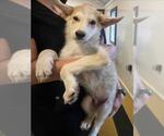 GIZMO - Male German Shepherd Dog-Unknown Mix Dog for Adoption - Small photo