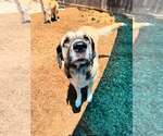 Small #2 Mastiff