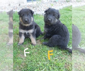King Shepherd Puppy for sale in WALKERTON, IN, USA