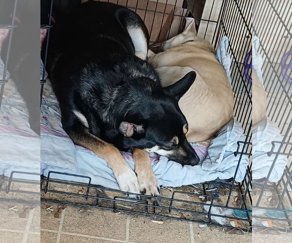 Medium Photo #5 Gerberian Shepsky Puppy For Sale in Princeton, MN, USA