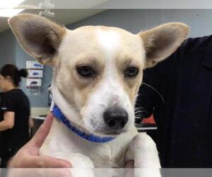 Chihuahua-Unknown Mix Dogs for adoption in Riverside, CA, USA