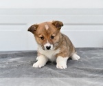 Small #4 Pembroke Welsh Corgi
