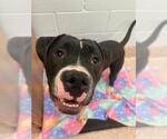 Small Bullboxer Pit