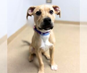 Labrador Retriever-Unknown Mix Dogs for adoption in Aurora, CO, USA