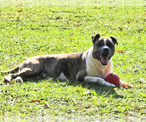Medium Photo #3 American Bulldog-Unknown Mix Puppy For Sale in Anniston, AL, USA