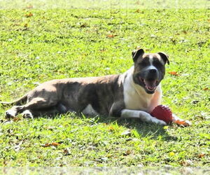 Bean - Male American Bulldog-Unknown Mix Dog for Adoption - Photo #3