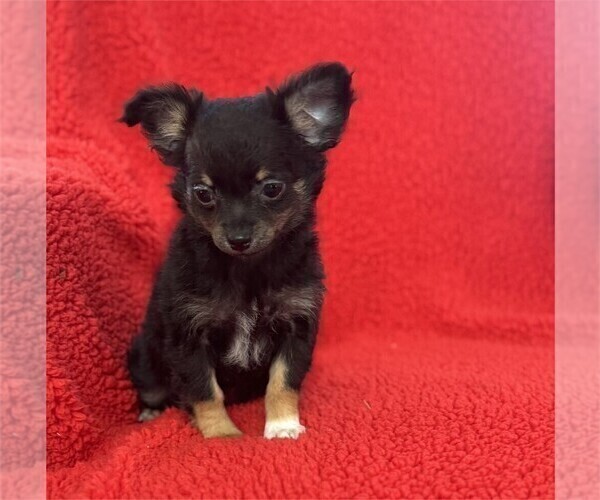 Medium Photo #12 Chihuahua Puppy For Sale in DAVIE, FL, USA
