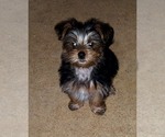Small Photo #1 Morkie Puppy For Sale in CHICKASHA, OK, USA
