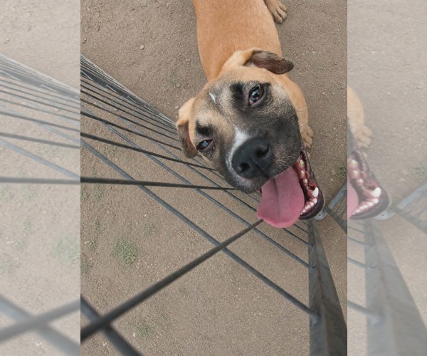 Medium Photo #7 Boxer-Unknown Mix Puppy For Sale in Minneapolis, MN, USA