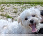Small #7 Maltese