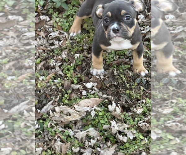 Medium Photo #22 American Bully Puppy For Sale in BOLIVAR, MO, USA
