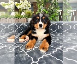 Bernese Mountain Dog Puppy for sale in GREENFIELD, IN, USA