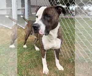 Mutt Dogs for adoption in La Porte, IN, USA