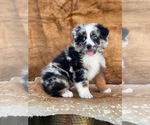 Small Photo #6 Australian Shepherd Puppy For Sale in WESLEY CHAPEL, FL, USA