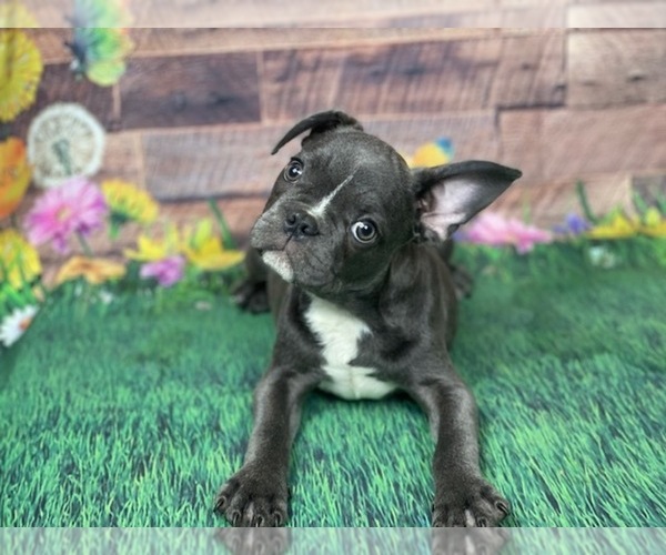 Medium Photo #1 French Bulldog Puppy For Sale in POWHATAN, VA, USA