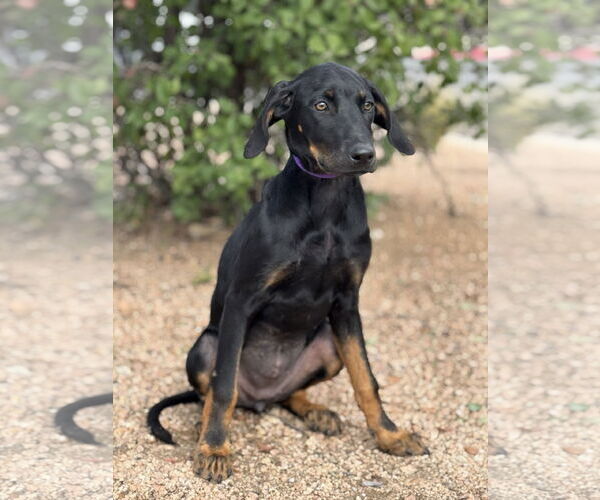 Medium Photo #6 Doberman Pinscher-Labrador Retriever Mix Puppy For Sale in PIPE CREEK, TX, USA