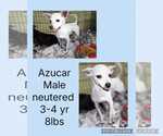 Small #1 Chihuahua Mix