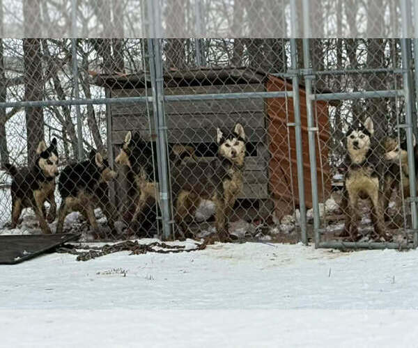 Medium Photo #3 Gerberian Shepsky Puppy For Sale in Aurora, IN, USA