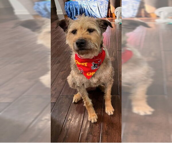 Medium Photo #1 Mutt Puppy For Sale in Lee's Summit, MO, USA