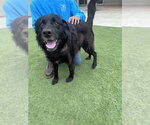 Small Photo #2 - Mix Puppy For Sale in Salinas, CA, USA