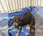 Small Labrador Retriever Mix